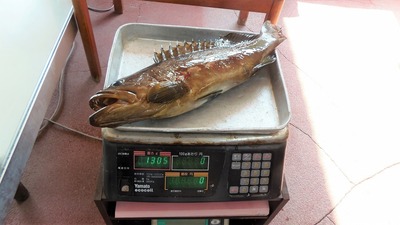 1.3kgのアラ.jpg