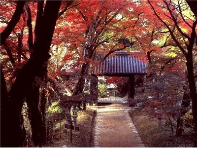 11月下旬〜12月上旬の秋色.jpg
