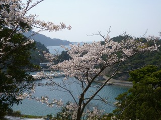 桜1.jpg