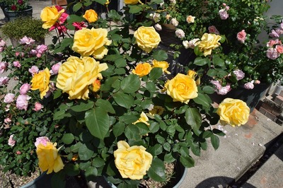 DSC_0297.jpg
