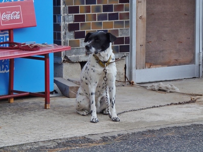 お利口な犬「チャッピー」.jpg