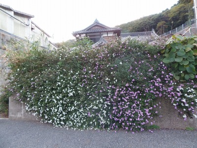 お花いっぱい.jpg