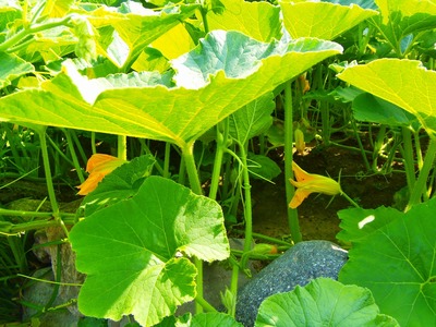かぼちゃの花.jpg