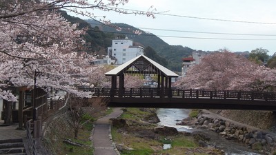 きらきら橋と桜2.jpg