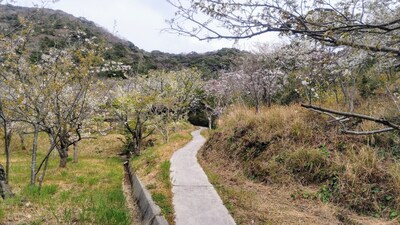 さくらの里4.jpg