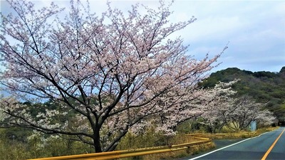 さくらの里の桜1.jpg