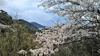 さくらの里の桜2.jpg