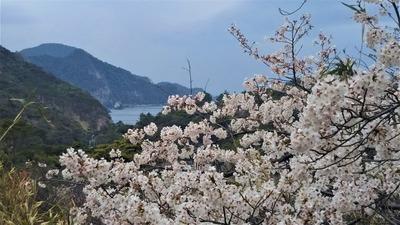 さくらの里の桜3.jpg