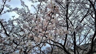 さくらの里の桜4.jpg