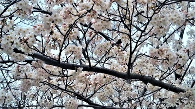 さくらの里の桜5.jpg
