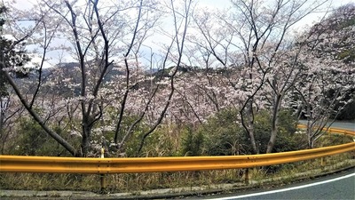 さくらの里の桜7.jpg