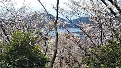 さくらの里の桜8.jpg