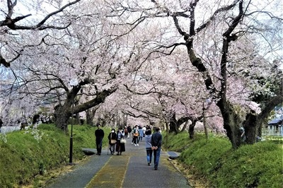 しだれ桜1.jpg