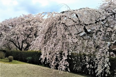 しだれ桜2.jpg