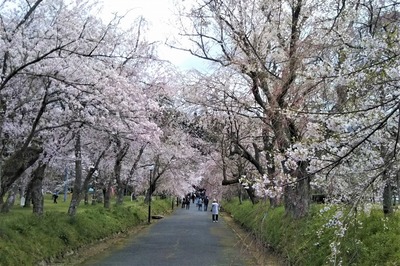 しだれ桜3.jpg