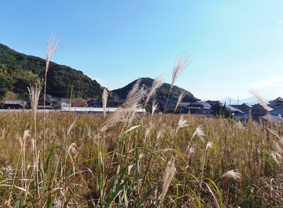 すすき.jpg