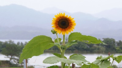 ひまわり と 波の橋立2.jpg