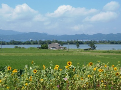 ひまわり・棚田・青海湖・波の橋立1.jpg