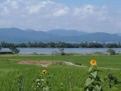 ひまわり・棚田・青海湖・波の橋立2.jpg