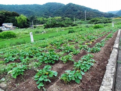 ふれあい農園2.jpg