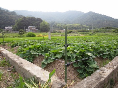ふれあい農園2.jpg