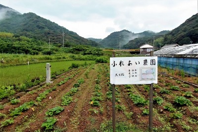 ふれあい農園サツマイモ畑.jpg