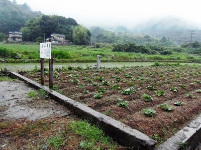 ふれあい農園サツマイモ畑2.jpg