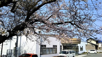 ほっちゃテレビさんと満開の桜.jpg