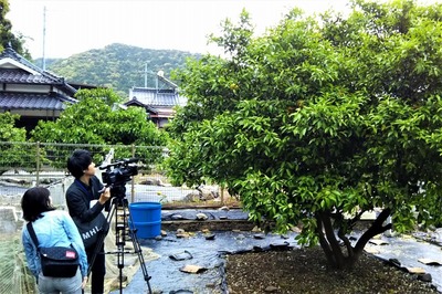 ほっちゃテレビさん大日比ナツミカン原樹取材8.5.8.jpg