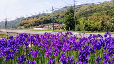 アヤメ4.jpg