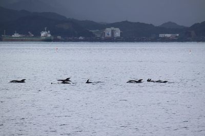 イルカの群れ1.jpg