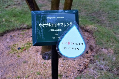 ウケザキオオヤマレンゲ1.jpg