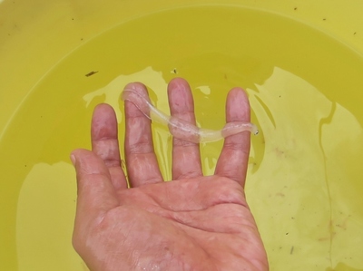ウナギの稚魚かも.jpg