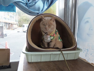 エサ代を稼ぐ猫「ももちゃん」.jpg