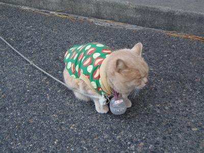 エサ代を稼ぐ猫「ももちゃん」.jpg