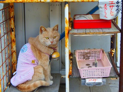 エサ代を稼ぐ猫「ももちゃん」.jpg