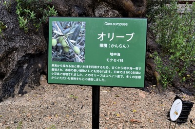 オリーブ1.jpg