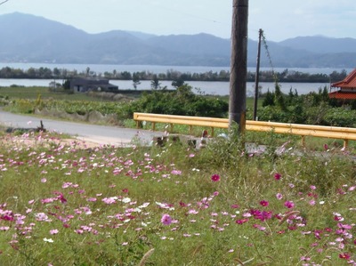 コスモスと波の橋立と青海湖2.jpg