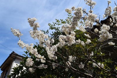 サクランボの花.jpg