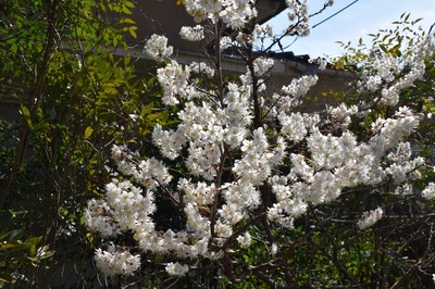 サクランボの花2.jpg