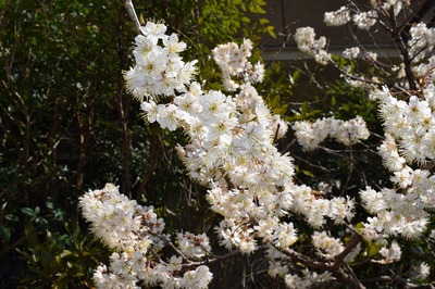 サクランボの花3.jpg