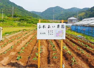 サツマイモ苗植え後のふれあい農園.jpg