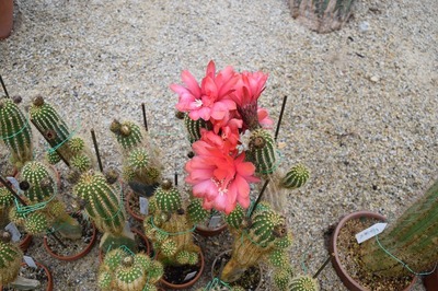 サボテンの花3.jpg