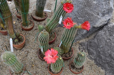 サボテンの花4.jpg
