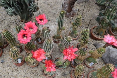 サボテンの花5.jpg