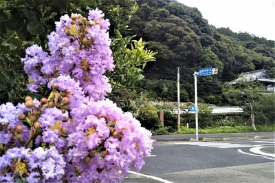 サルスベリと西圓寺の山門.jpg