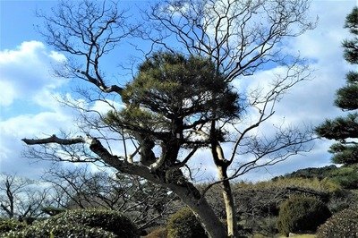 サルスベリの木から松が生えています。.jpg