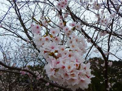 ザ・桜.jpg