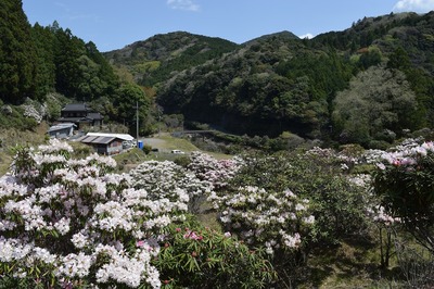 シャクナゲ園4.jpg