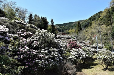 シャクナゲ園6.jpg